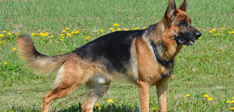 Schäferhund
