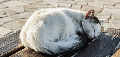Katze