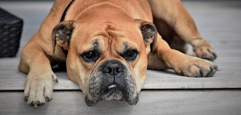 Hund