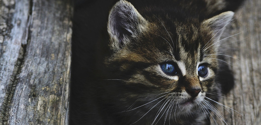 Katze